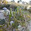 Salicornia (sp?)