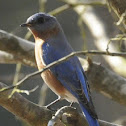Eastern Bluebird #1 (bright blue tail feather)
