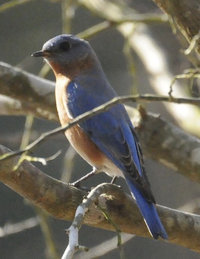 Eastern Bluebird #1 (bright blue tail feather) | Project Noah