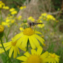 Common hover fly