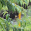 Ashy Prinia