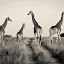 by Gorazd Golob - Animals Other Mammals