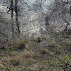 Beaver