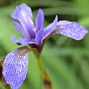 Wild Iris