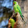 Birds of South India 