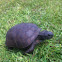 Gopher Tortoise