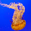 Sea Nettle