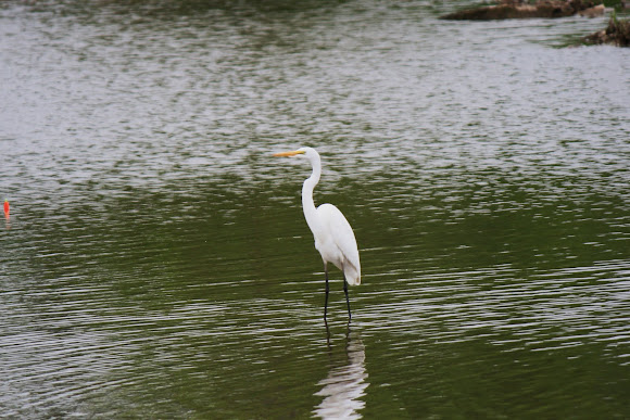 Spotting Image 1