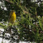 European Serin