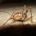 Camel Cricket