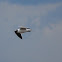 Laughing Gull