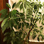 Schefflera Aboricola