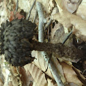 Old Man of the Woods