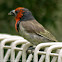 Black-collared Barbet