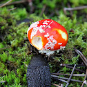 Fly agaric