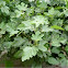 Higuera. Fig tree