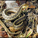 Common Garter Snake
