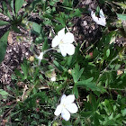 Wild Geranium