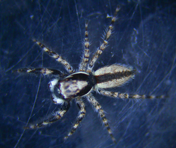 Gray wall jumper Project Noah