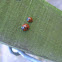 Ladybird