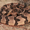 Canebrake Rattlesnake