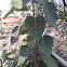 Bodhi  tree