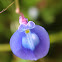 Centrosema pubescens