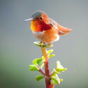rufous hummingbird