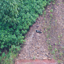 Blue-throated Piping-Guan