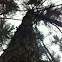 Hophornbeam