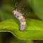 Ladybird