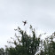 Ruby-throated Hummingbird (female)