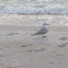 Royal tern