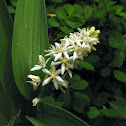 Starry False Solomon's-seal