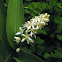 Starry False Solomon's-seal