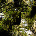 Siamang Gibbon