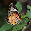 Leopard Lacewing