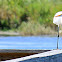 White Heron/Egret?