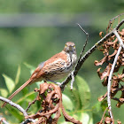 Brown Thrasher