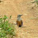 Plaintive Cuckoo