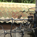 House Sparrow