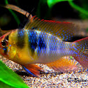 Blue Ram cichlid