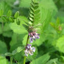 Bush Vetch