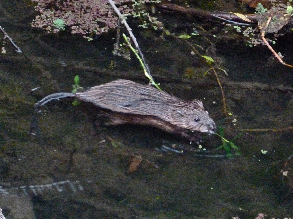 Spotting Image 1