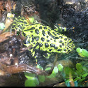 Fire Belly Toad