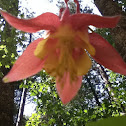 Western Columbine