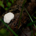 Slime mold