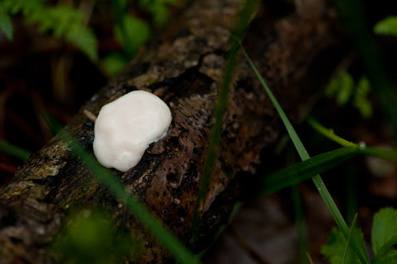 Spotting Image 1