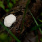 Slime mold
