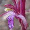 Western Coralroot